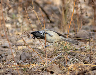 Wall Mural - A bridled titmouse bird feeding on grass seeds. 