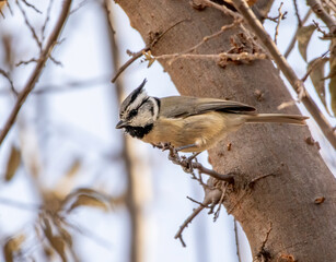 Wall Mural - A bridled titmouse bird perched on a twig. 