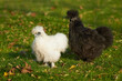 Two silkie hens white and black walking together