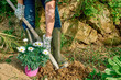 Gardener woman planting daisy flowers in the soil of flowerbed spring garden. House gardening and balcony decoration with seasonal spring flowers.
