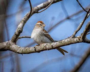 Wall Mural - A chipping sparrow perched in a tree. 