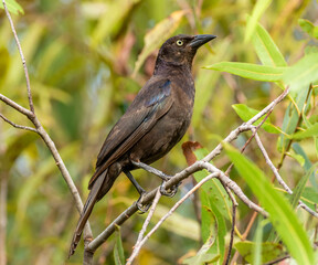 Wall Mural - a common grackle perched in a willow tree