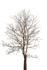 Wall Mural - death tree with clipping path isolated on white background