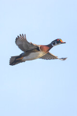 Poster - Wood duck. Aix sponsa