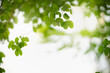 © Montri Thipsorn - Beautiful nature view green leaf on blurred greenery background under sunlight with bokeh and copy space using as background natural plants landscape, ecology wallpaper concept.