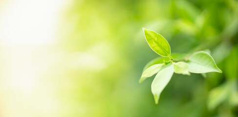 Wall Mural - Beautiful nature view green leaf on blurred greenery background under sunlight with bokeh and copy space using as background natural plants landscape, ecology wallpaper concept.