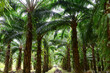 Oilpalm trees in garden, Oilpalm is used in commercial agriculture in the production of palm oil which is an edible vegetable oil derived