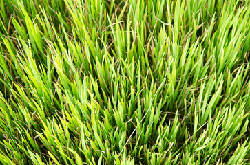 Intensely green grass in a park