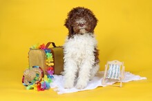 Summer Dog Lagotto Romagnolo With Suitcase And Hawaiian Collar  Isolated On Studio Yellow Background