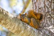 Eastern Fox Squirrel (Sciurus Niger) Resting On A Branch. 