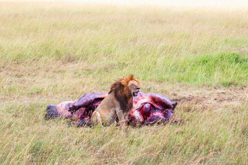 Canvas Print - Male Lion a killed hippopotamus in Masai Mara savannah