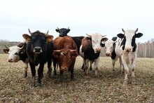 A Herd Of Young Bulls Stands Together In A Pasture And Looks Into The Camera