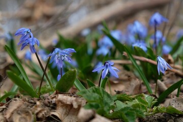 Sticker - Blue flowers of Scilla siberica (Siberian Squill) in the forest