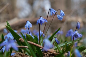 Sticker - Blue flowers of Scilla siberica (Siberian Squill) in the forest