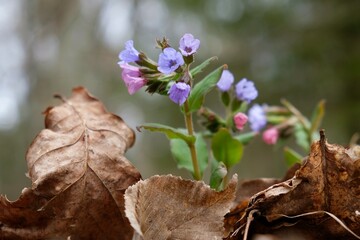 Canvas Print - Little violet flowers of  lungwort (Pulmonaria officinalis) - medicinal plant