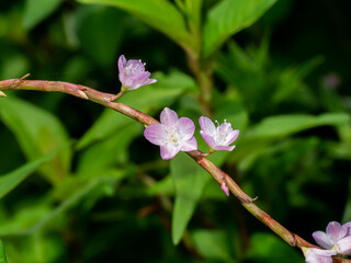 Wall Mural - Close up flower of Vietnamese coriander plant.