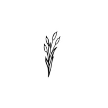 Doodle-style Reeds Isolated On A White Background.Vector Illustration.