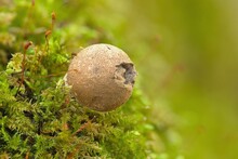 Old Puffball Mushroom Between Moss