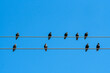 Starling birds on wires against a blue sky in the Western Cape, South Africa