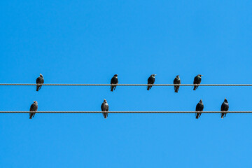 Starling birds on wires against a blue sky in the Western Cape, South Africa