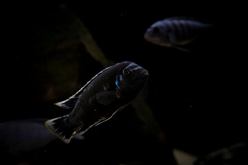 Wall Mural - Cichlid fish in the aquarium, amazing colors. selective focus. white and black background