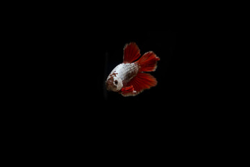 Poster - Betta fish Isolated in an aquarium showing their amazing colors with a black background. Red Dragon 