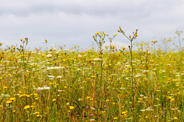 Wall Mural - Field with thickets of wild grasses and flowers in summer