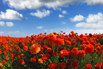 Sticker - The field of the blossoming red-orange flowers