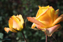 Beautiful Yellow Rose In The Garden Of Roses. The Picture Was Taken Under Ambient Light In Summer.