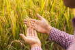 Male hand tenderly touching a young rice in the paddy field with sunset background.