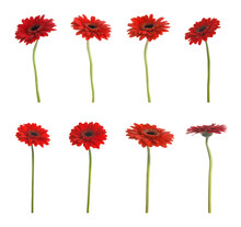 Set Of Beautiful Red Gerbera Flowers On White Background