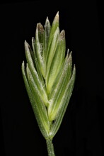 Perennial Rye Grass (Lolium Perenne). Apical Biglumate Spike Closeup