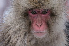 The Japanese Macaque (Macaca Fuscata)