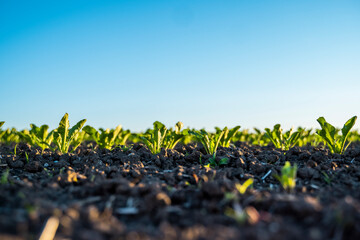 Close Up beetroot leaves growing on garden bed. Fresh green leaves of beetroot or beetroot seedling growth in organic farm.