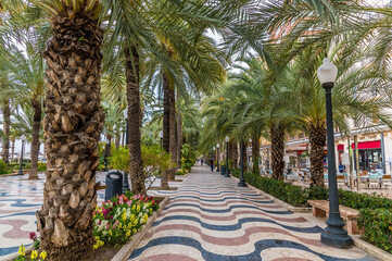 Wall Mural - A view of the tree lined esplanade in Alicante on a spring day