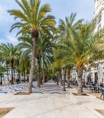 Wall Mural - A view along the esplanade in the centre of Alicante on a spring day