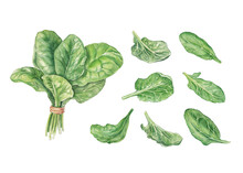 Watercolor Bunch Of Spinach And Leaves On White