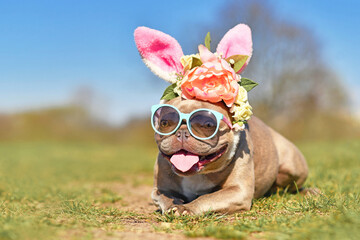 Wall Mural - Easter bunny dog. Funny French Bulldog dog dressed up with rabbit ears headband with flowers and sunglasses