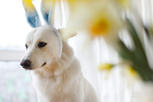 Cute Dog In Bunny Ears Sitting At Daffodils Flowers In Sunny Room. Happy Easter. Pet And Easter At Home. Adorable White Swiss Shepherd Dog In Bunny Ears. Space For Text