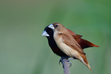 Wall Mural - brown young bird under protection by perents, juvenile of chestnut munia