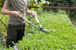 © Alina - Pruning bushes in the garden with large garden shears