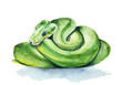 Watercolor drawing of green python isolated on the white background. Hand painted illustration of snake