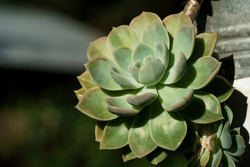 Wall Mural - succulent plants in a garden outdoor setting