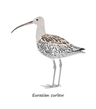 Eurasian Curlew Isolated On White Background. Vector Illustration
