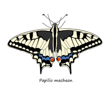 Papilio Machaon Isolated On White Background. Vector Illustration.