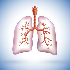 Wall Mural - 3D illustration of the human lung partially transparent to highlight the respiratory branches within the lung.