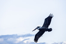 Pelican Flying In The Sky