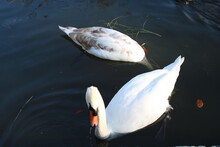 Swan Lake Animal Swans Macro