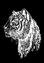 Graphical Portrait Of Tiger Isolated On Black Background,vector Engraved Element