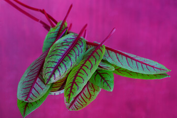 Wall Mural - Closeup view of green leaves with dark red veins of the blood dock red sorrel plant (rumex sanguineus)